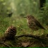 Velune, Nature Sounds