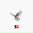 ЭVA