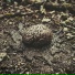 MINDROT