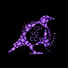 Soulcool