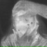 Kayzo, Scarlxrd