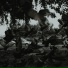 Tenebrax