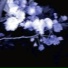 nylrose