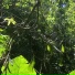 ORCORO