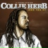 Collie Herb