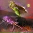 aphid