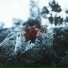 nosense