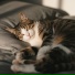 Funny Cat Music, Hip Hop Cat, Jazz for Cats