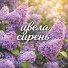 KORDIM feat. Irinka