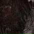 pix3l c0rps3s