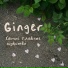Ginger