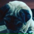 Elpablo