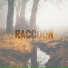 Raccoon