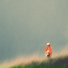 August Field Recordings