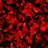 Red Carmesim