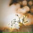 樱九