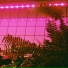 фарфоровые коты