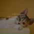 Jazz Music for Cats, Pet Care Club, RelaxMyCat