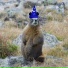 Magic Marmotte
