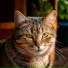 Kitte n Music, Musical Boxes, Ocean Makers