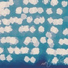 kalmia