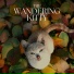 Cats Music Zone