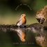 ASMR Sleepy Birds