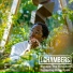 J.Chambers feat. Koro Fyah