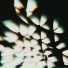 BVDLVD