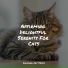 Cat Music Therapy, RelaxMyCat, Cats Music Zone
