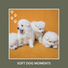 Dog Anxiety Relief