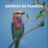 Sonido Del Bosque y Naturaleza