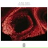 ALMA (GER)