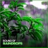 Loopable Rain Sounds
