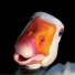 Oinqk