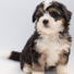 Relaxing Music for Dogs, Music For Dogs, Dog Music