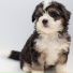 Relaxing Music for Dogs, Music For Dogs, Dog Music