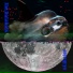 The Databats