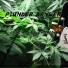 Plunder Banger