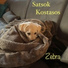 Satsok Kostasos