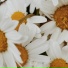 nrby