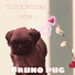 Bruno the Pug