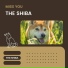 The Shiba