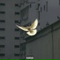 Flyme