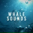 Whale Song