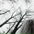 Psychosis