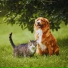 Cat Relaxing Master