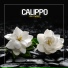 Calippo