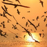 Nature Sounds Birds