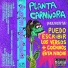 Planta Carnívora